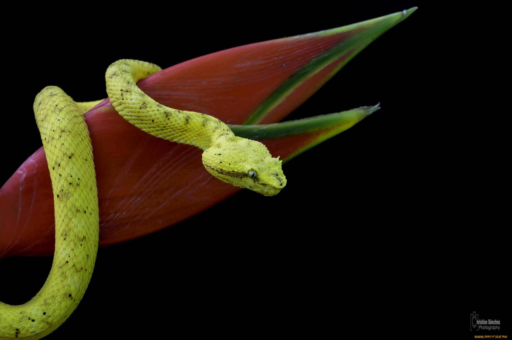 Цветок кобра. Змеи среди цветов. Змейка питон и цветочки. Eyelash Viper змея фиолетовый.